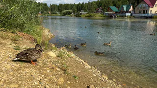Во Владимирской области потеплеет до +25 градусов: синоптики рассказали о погоде на 20 августа