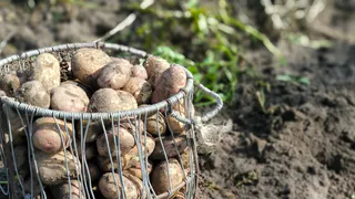 Россельхознадзор отменил карантин по картофельной нематоде во Владимирской области