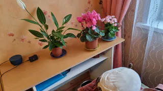 Никакого болота и засухи: вот что положить в горшок с растением – 3 хитрости для начинающих цветоводов