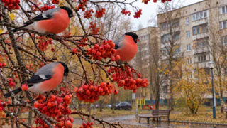 Жители Владимирской области заметили снегирей, розового фламинго и волка