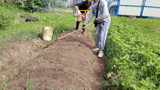 Закапываю в грядки старые ветки и доски — огород растёт сам без полива и удобрений: немецкий способ на 10 лет