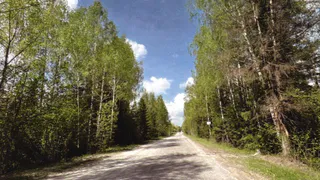 Во Владимирской области прокуратура добилась устранения опасных деревьев над дорогами