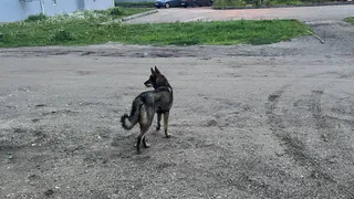 Во Владимирской области обнаружены новые вспышки бешенства