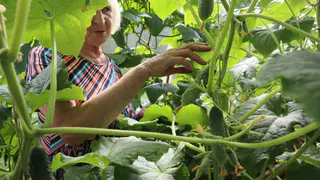 Опытные дачники держат это в секрете: самый действенный способ продлить плодоношение огурцам до заморозков