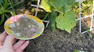Какие растения нельзя подкармливать золой: 7 культур, которые не будут рады вашему удобрению - советы садоводам