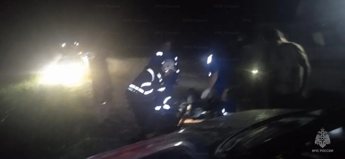 На трассе во Владимирской области водитель сбил лося
