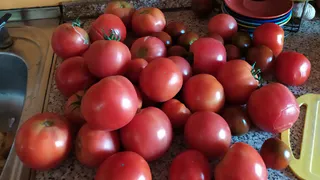 0,5 таблетки на огород - и томаты мясистые с кулак, по 8 кг с куста: схема подкормки