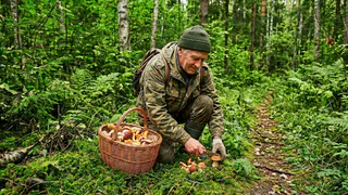 Приношу домой полные корзины: 7 грибов, которые уже вовсю растут в июне — где искать самые жирные места