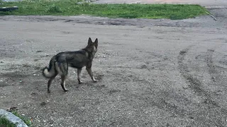 Во Владимирской области заработала передвижная ветеринарная клиника на колесах