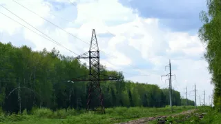 Во Владимирской области прокуратура добилась очистки леса от опасной сухой древесины