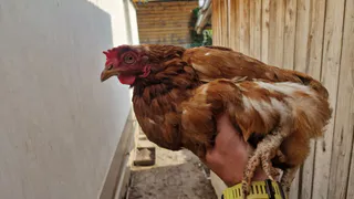Если куры стали меньше нестись - обязательно: 3 золотых правила - и яйца девать некуда