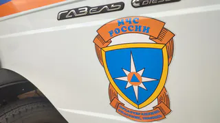  Владимирские спасатели вызволили стрижа из квартиры
