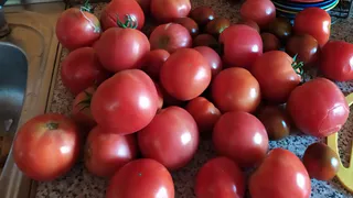 Даю соду помидорам с мая - урожай попрет как на дрожжах: по 13 кг плодов с кустика 