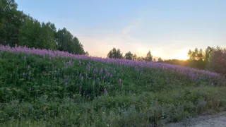 Во Владимирской области 21 мая ожидается аномальная жара — воздух прогреется до +31°C