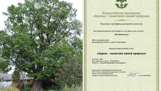 Старовозрастной дуб из деревни Наумово Александровского района поборется за титул «Российское дерево года-2026»