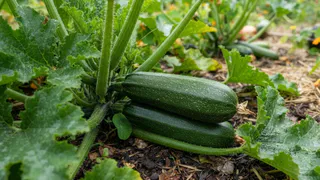 20 г на 10 л воды - обязательно в июле: кабачки просто богатырские, вкусные и сочные, мой секрет прикорма